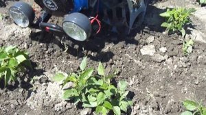 Междурядная обработка мотоблоком 135