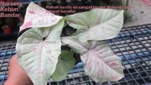 Nursery Kebun Bandar - Syngonium Milk Confetti