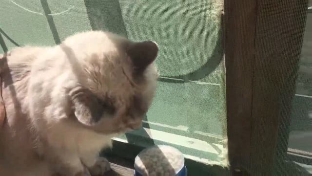 Порода Невская Маскарадная (Сибирская кошка) смотреть онлайн