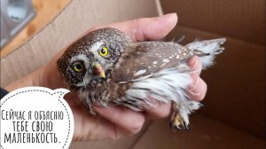 Самая маленькая сова Евразии обустраивается в Совином доле. Воробьиный сычик осваивает вольер