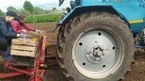 МТЗ-82 🚜 посадка картофеля