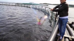 Наши фермы форели в Карелии