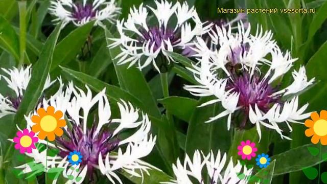 Василек горный Пурпурное Сердце. Краткий обзор, описание характеристик, где купить саженцы смотреть онлайн