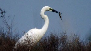 Малая белая цапля (Egretta garzetta) - Little Egret