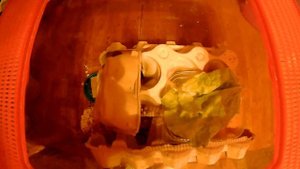 Разведение кормовых сверчков. Часть 4