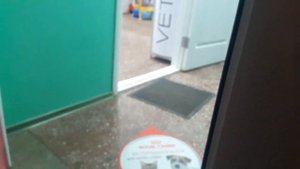 VLOG у кошки начинается мастит. срочное лечение.