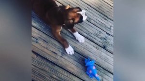 2020 Топ 20 приколы с собаками боксёр, смешная собака 2020 - Top 18 boxer dog jokes, funny selectio