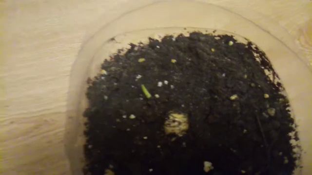 Посадка имбиря 2 часть смотреть онлайн