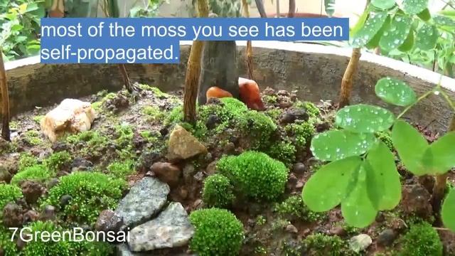 Bonsai Forest - Gulmohar Trees - part1 - Delonix Regia - Flame Tree - Royal Poinciana смотреть онлайн