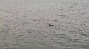 Ловля саргана на пилькер и ставриды на силиконовые приманки в Черноморске