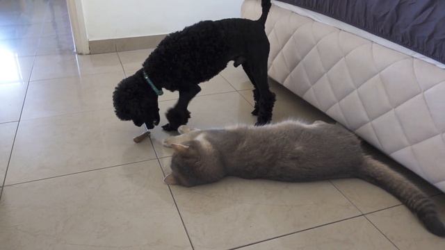 Той-пудель, британец и шотландка: под одной крышей | Toy poodle, british and scottish cats life