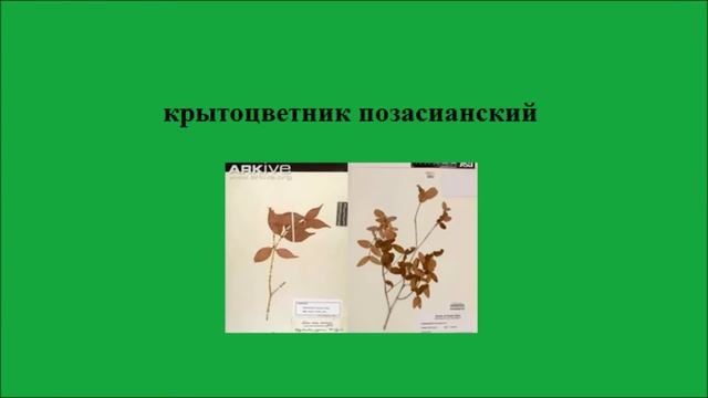 Международная Красная книга. Редчайшие растения. Часть 3