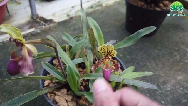 Hoa LAN HÀI HENRY | Paphiopedilum henryanum | Hương Rừng Xanh смотреть онлайн