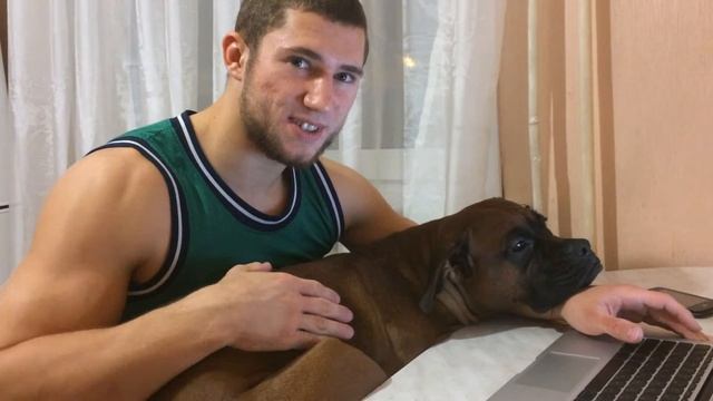 Большой пес спит на руках - немецкий боксер "Ро" смотреть онлайн