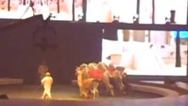 верблюды и ламы - шоу Запашных "Страшная сила" 05.01.14г смотреть онлайн