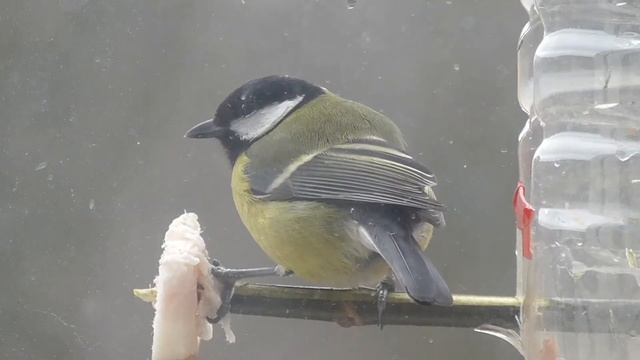 Синица и сало. Зимний корм для синиц смотреть онлайн