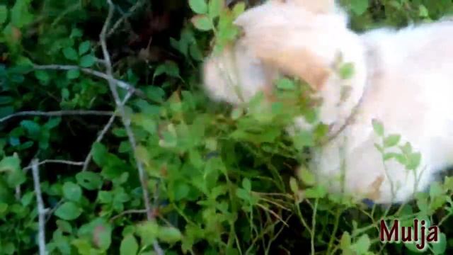 Funny little dog eats blueberries in the forest смотреть онлайн