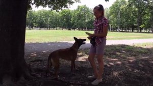 Упражнения, укрепляющие задние лапы