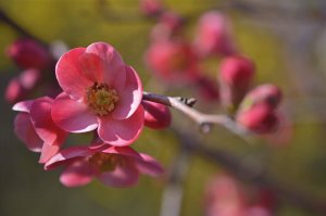 Магия весны