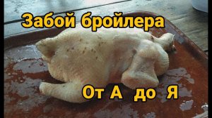 Забой бройлера . Забой бройлера от А до Я . Как правильно забить бройлера .