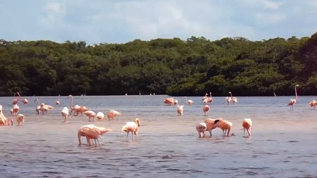 Flamingos at Celestun, Mexico смотреть онлайн