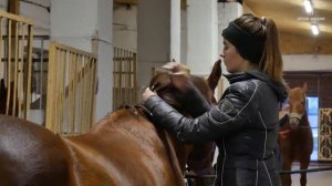 Особенности верховой езды