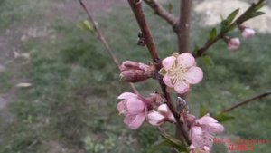 Как цветёт персик ,второй год посадки