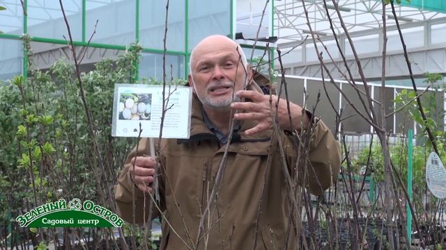 Сливы на СВГ новейшие мировые технологии в производстве саженцев смотреть онлайн