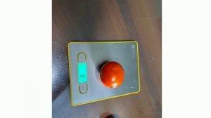 Томат Мамонтенок. Из личного опыта.