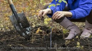 Как правильно производить посадку малины осенью и ухаживать за ней далее