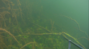 Красивый и безмолвный подводный мир на подводной охоте.mp4