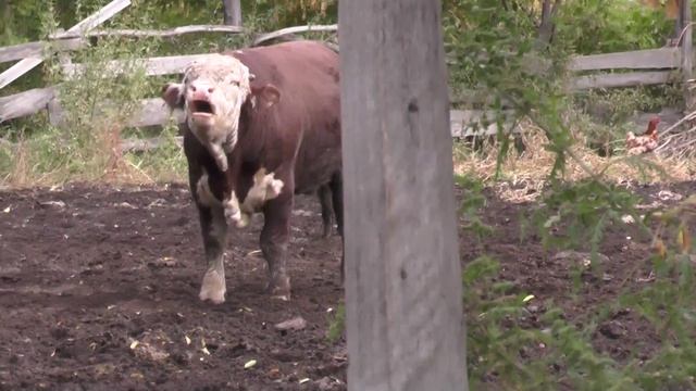 Гурт, отара и покинутый пороз-бык. Потеряевка. Обед. смотреть онлайн