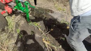 Уборка Раннего Картофеля мотоблоком с веерной (дельфин) копалкой 20.08.2022