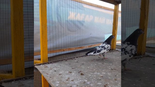 Пакистанские голуби Казахстана Камагары по линии Игоря Друмова..Pakistan pigeon Kamagar