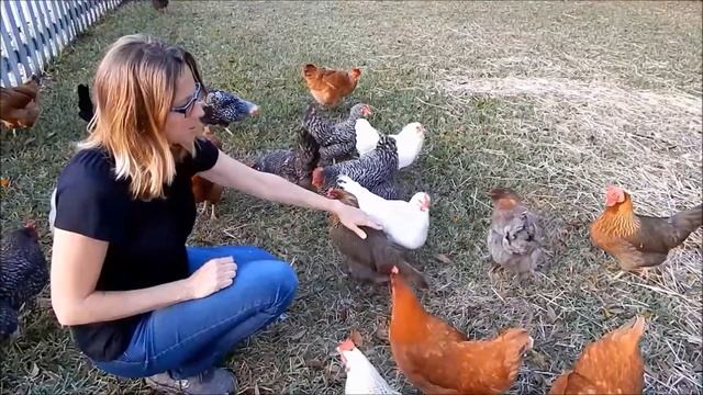 About Welsummer hens for backyard pets and flocks смотреть онлайн