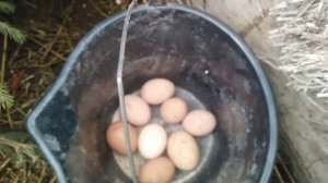 Кормление кур @ сколько яиц снесли после кормления мешанки с фасолью @ и конечно в кадре мой малыш?