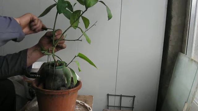 Воздушное укоренение лимона Новогрузинский Часть №1 смотреть онлайн