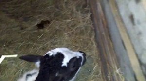 Как подоить первотелку. Приучаем. Первая дойка. 1 часть. Дом велеса - жизнь за городом