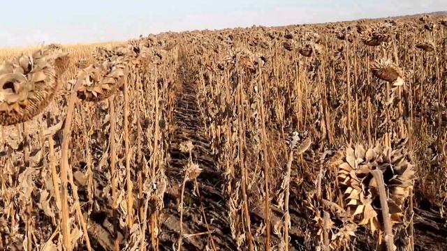 Косим подсолнечник!!!Посев 8 июня!!! смотреть онлайн