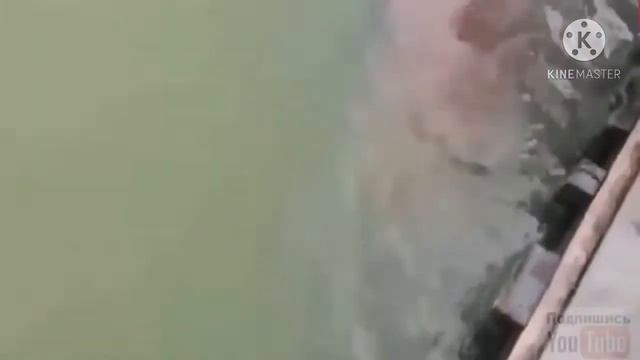 Приколы про рыбалку, смех до слёз | Fishing jokes смотреть онлайн