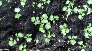 Сеять землянику в марте МОЖНО/ всхожесть до 100%/ мой опыт/ ошибки при стратификации