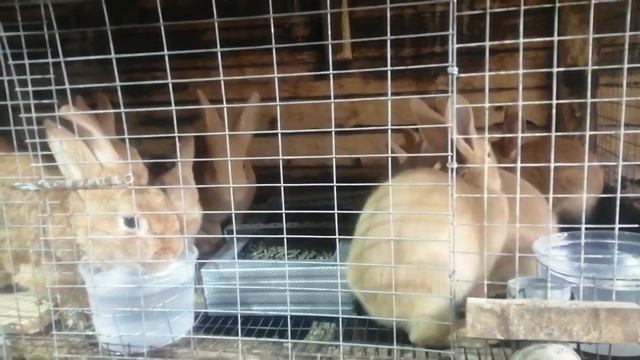 Мои кролики на даче бургундцы,калифорния смотреть онлайн