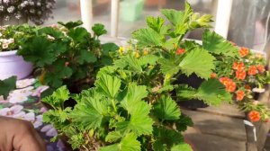 Королевская пеларгония перестала цвести  сделайте так.