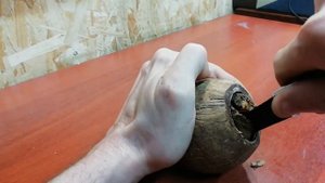 Кокос в аквариум простой и быстрый способ