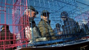 ЯРМАРКА ГОЛУБЕЙ КАРАГАНДА! 8 АПРЕЛЯ 2023!!!