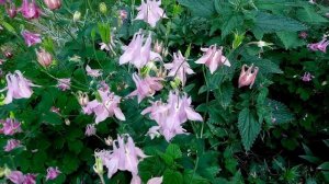 Аквилегия / Водосбор / Aquilegia