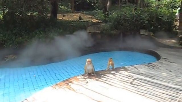 Хайнань остров обезьян смотреть онлайн