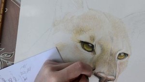 speedart puma | рисунок карандашами, пума | как нарисовать кота