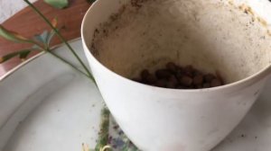 Укоренение шефлеры в воде. Шефлера через 3 месяца после обрезки.