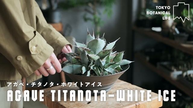 都内1LDKで育てている1000株以上の観葉植物達を全て紹介しますTBL36